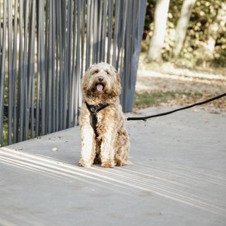 Aktives Hundegeschirr Kentucky Velvet