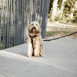 Aktives Hundegeschirr Kentucky Velvet