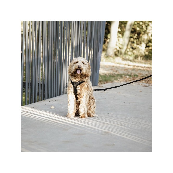 Aktives Hundegeschirr Kentucky Velvet