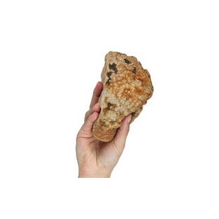 Kauwurzeln - das Dauer-Kauspielzeug [L, 450-700 g]