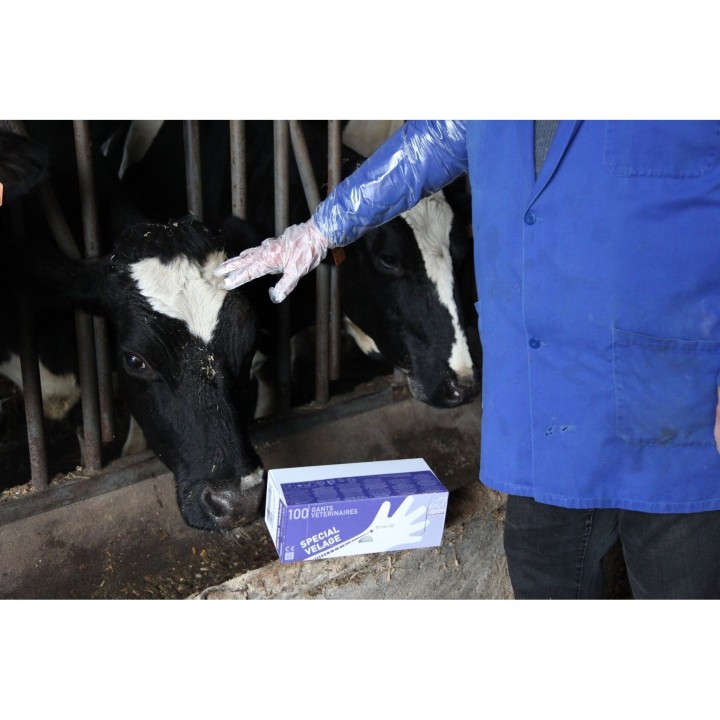 Kalbsgloves Septicare (x100)