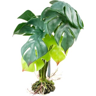 Terra Della Monstera grün - S