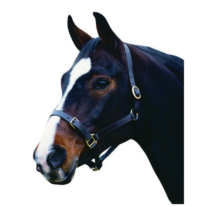 Halfter aus Leder Weatherbeeta Collegiate Comfitec