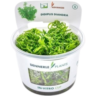 Dennerle Plants Didiplis diandra CUP - 1 Stk