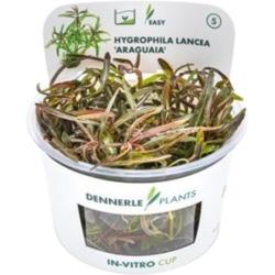 Dennerle Plants Hygrophila lancea 'Araguaia' CUP - 1 Stk