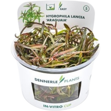 Dennerle Plants Hygrophila lancea 'Araguaia' CUP - 1 Stk