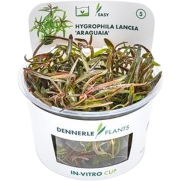Dennerle Plants Hygrophila lancea 'Araguaia' CUP - 1 Stk