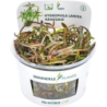 Dennerle Plants Hygrophila lancea 'Araguaia' CUP - 1 Stk