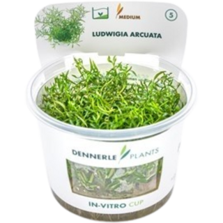 Dennerle Plants Ludwigia arcuata CUP - 1 Stk