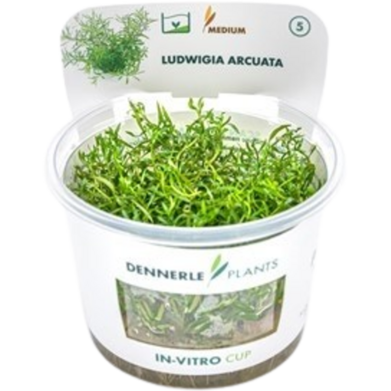Dennerle Plants Ludwigia arcuata CUP - 1 Stk