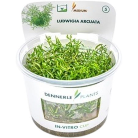 Dennerle Plants Ludwigia arcuata CUP - 1 Stk