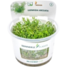 Dennerle Plants Ludwigia arcuata CUP - 1 Stk