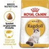 ROYAL CANIN Ragdoll Adult Katzenfutter trocken 2 kg