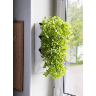 AQUAEL Versa Garden Herbs grüne Wand Pflanzen-Wandmodul