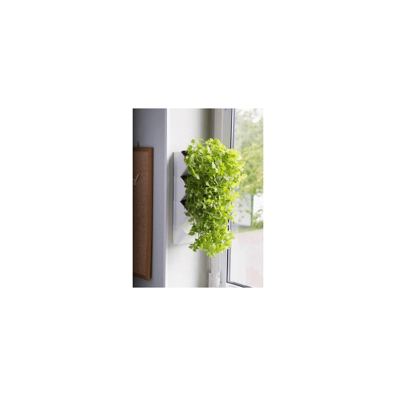 AQUAEL Versa Garden Herbs grüne Wand Pflanzen-Wandmodul