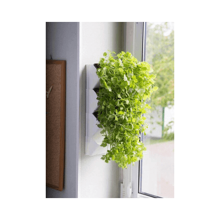 AQUAEL Versa Garden Herbs grüne Wand Pflanzen-Wandmodul