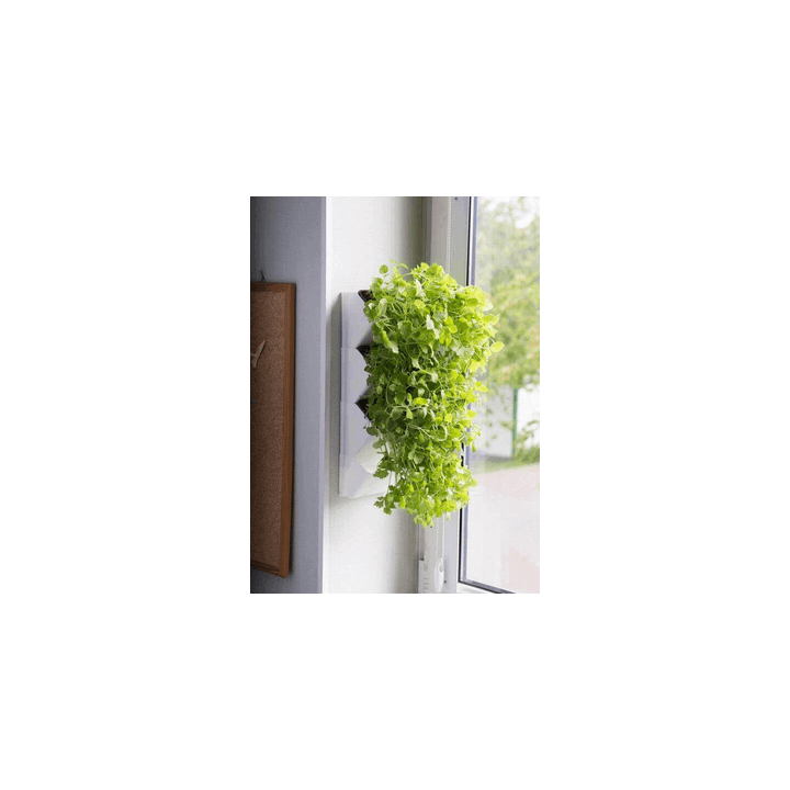 AQUAEL Versa Garden Herbs grüne Wand Pflanzen-Wandmodul