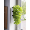 AQUAEL Versa Garden Herbs grüne Wand Pflanzen-Wandmodul