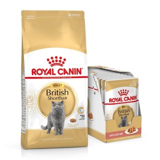 ROYAL CANIN British Shorthair Katzenfutter trocken für Britisch Kurzhaar 10 kg + Nassfutter für Britisch Kurzhaar 12x85 g