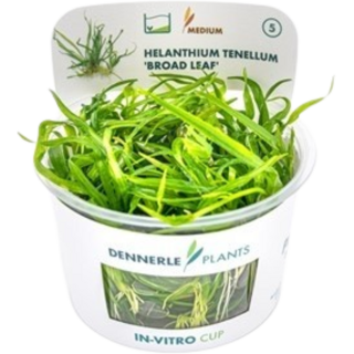 Dennerle Plants Helanthium tenellum 'Broad leaf' CUP - 1 Stk