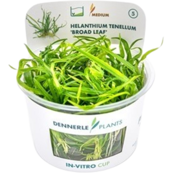 Dennerle Plants Helanthium tenellum 'Broad leaf' CUP - 1 Stk