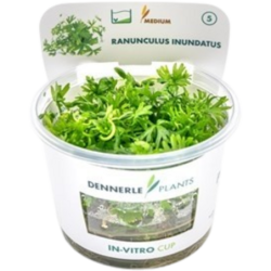 Dennerle Plants Ranunculus inundatus CUP - 1 Stk