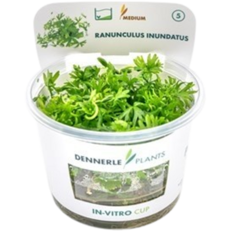 Dennerle Plants Ranunculus inundatus CUP - 1 Stk
