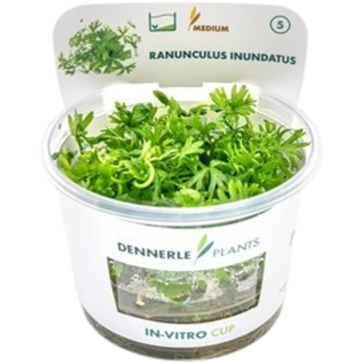 Dennerle Plants Ranunculus inundatus CUP - 1 Stk