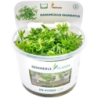 Dennerle Plants Ranunculus inundatus CUP - 1 Stk