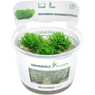 Dennerle Plants Riccardia chamedryfolia CUP - 1 Stk