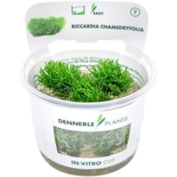 Dennerle Plants Riccardia chamedryfolia CUP - 1 Stk