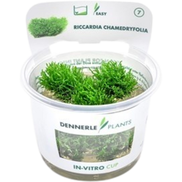 Dennerle Plants Riccardia chamedryfolia CUP - 1 Stk