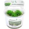 Dennerle Plants Riccardia chamedryfolia CUP - 1 Stk