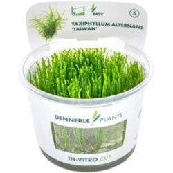 Dennerle Plants Taxiphyllum alternans 'Taiwan' CUP - 1 Stk