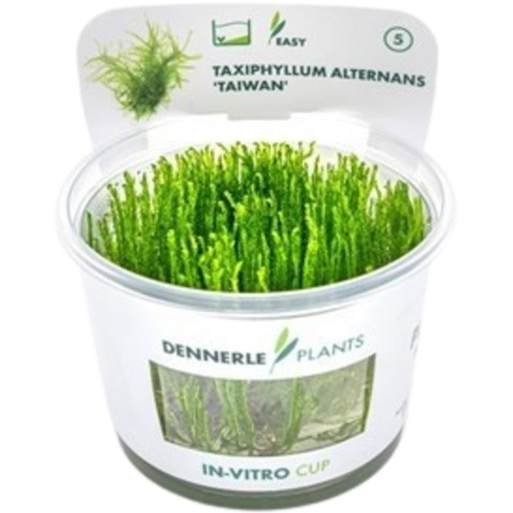Dennerle Plants Taxiphyllum alternans 'Taiwan' CUP - 1 Stk