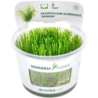 Dennerle Plants Taxiphyllum alternans 'Taiwan' CUP - 1 Stk