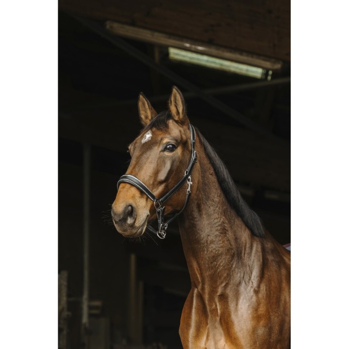 Lederriemen für Pferde Norton Rock