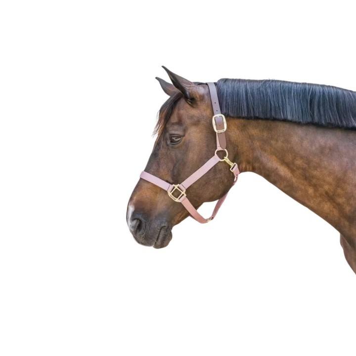 Halsband für Pony Kentucky Breakaway