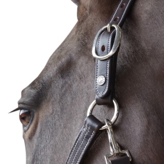 Gepolstertes Halfter aus Leder Canter