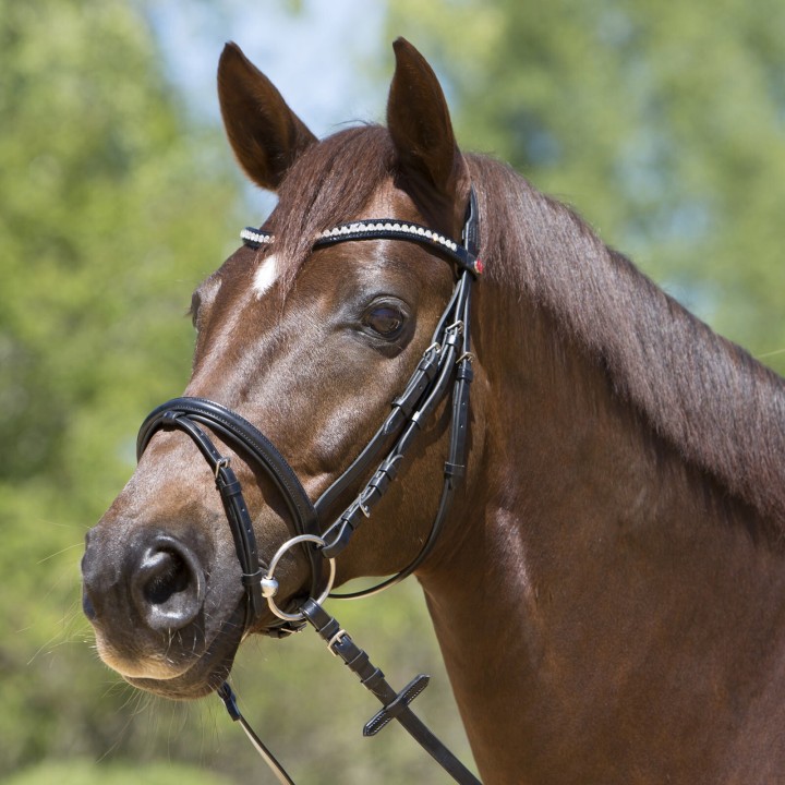 Trensenzaum Kieffer Lea