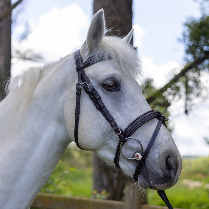 Reittrensen für Pferde Canter Mylord