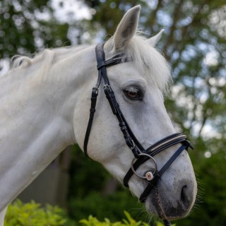 Reittrensen für Pferde Canter Mylord
