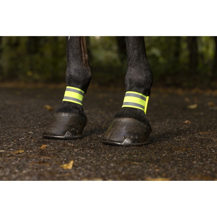 Paar elastische Bandagen für Pferde Norton