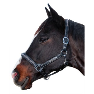 Halfter für Pferd Flags&Cup Aachen