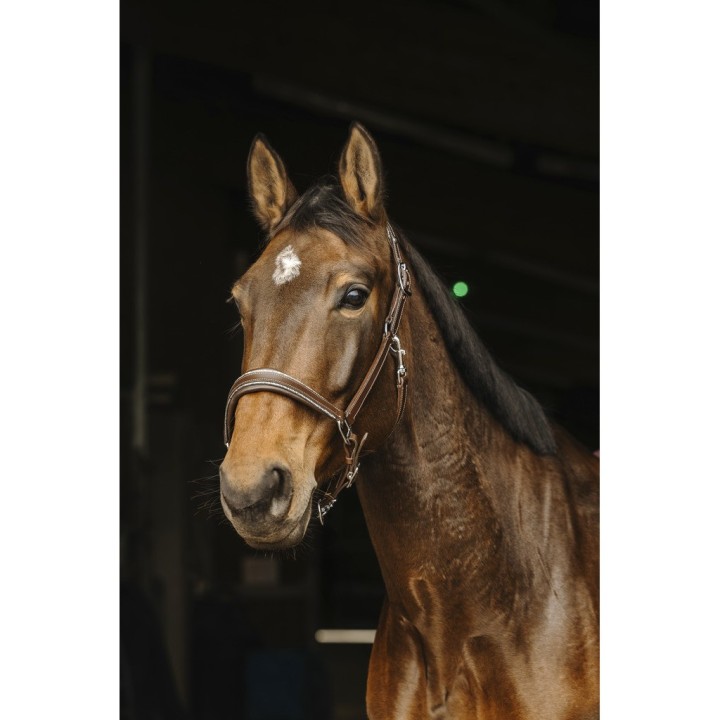 Lederriemen für Pferde Norton Rock