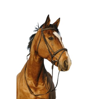 Kombinierter doppelt gelegter Reitnasenriemen Riding World