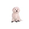 Hundesocken Flamingo