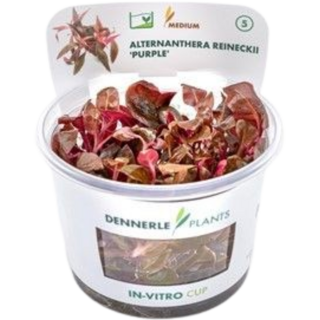 Dennerle Plants Alternanthera reineckii 'Lila' CUP - 1 Stk
