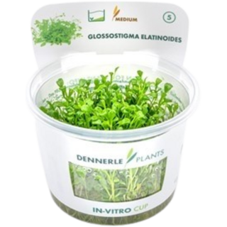 Dennerle Plants Glossostigma elatinoides CUP - 1 Stk