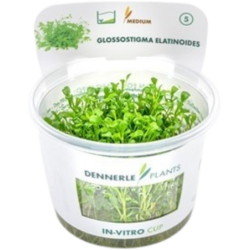 Dennerle Plants Glossostigma elatinoides CUP - 1 Stk
